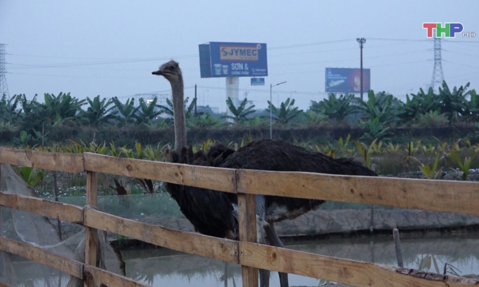 Ph&aacute;t triển n&ocirc;ng nghiệp gắn với du lịch sinh th&aacute;i         