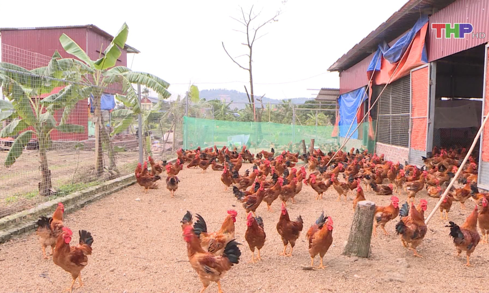 X&acirc;y dựng m&ocirc; h&igrave;nh nu&ocirc;i g&agrave; thịt l&ocirc;ng m&agrave;u