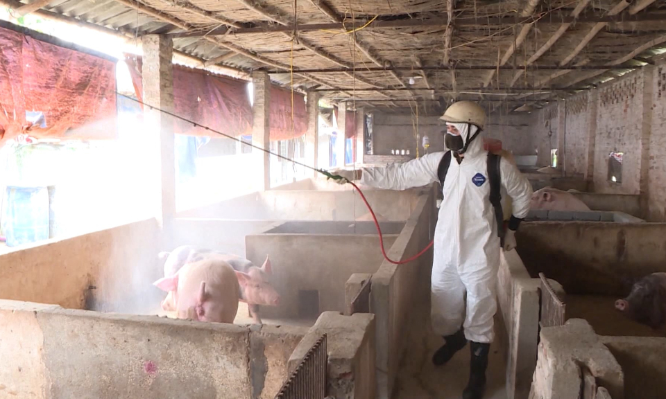 N&ocirc;ng th&ocirc;n mới Hải Ph&ograve;ng: Quyết liệt triển khai c&aacute;c giải ph&aacute;p ph&ograve;ng chống dịch tả lợn Ch&acirc;u Phi   