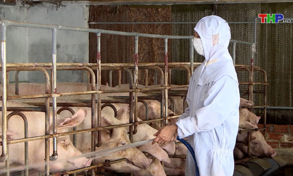 Tăng cường ph&ograve;ng, chống dịch tả lợn ch&acirc;u Phi