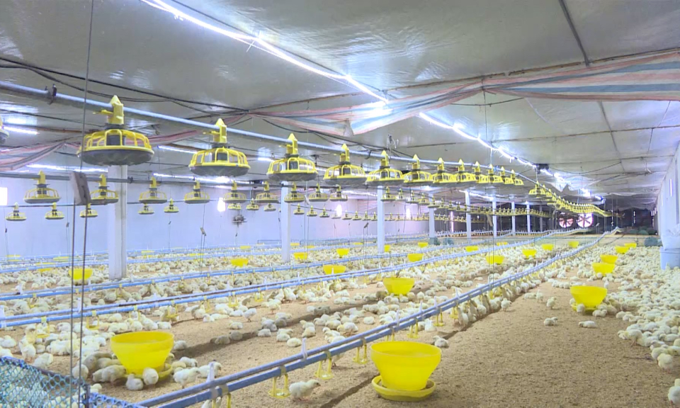 N&ocirc;ng th&ocirc;n mới Hải Ph&ograve;ng: Hiệu quả từ những m&ocirc; h&igrave;nh chuyển đổi c&acirc;y trồng, vật nu&ocirc;i hợp l&yacute;   