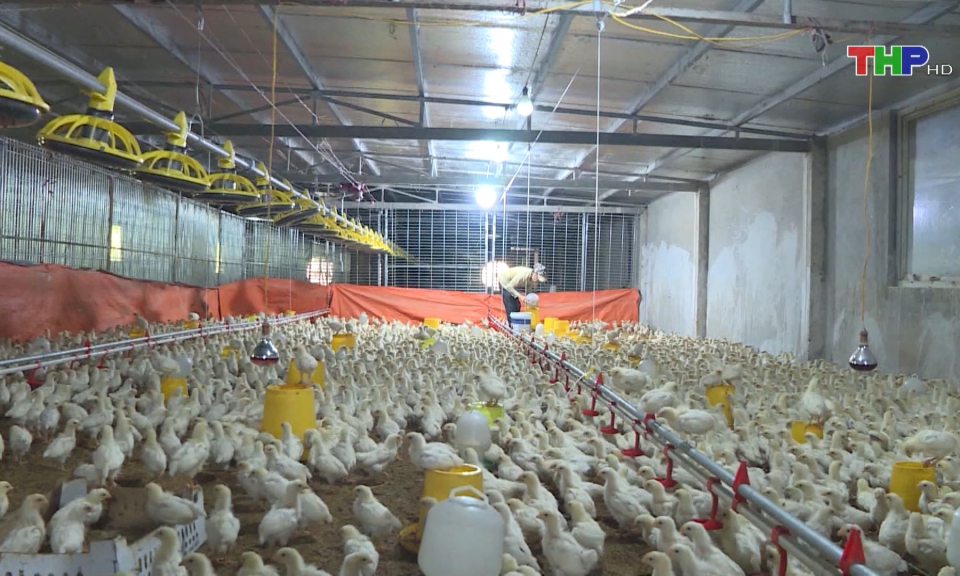 Tiềm ẩn nguy cơ l&acirc;y nhiễm c&uacute;m gia cầm  