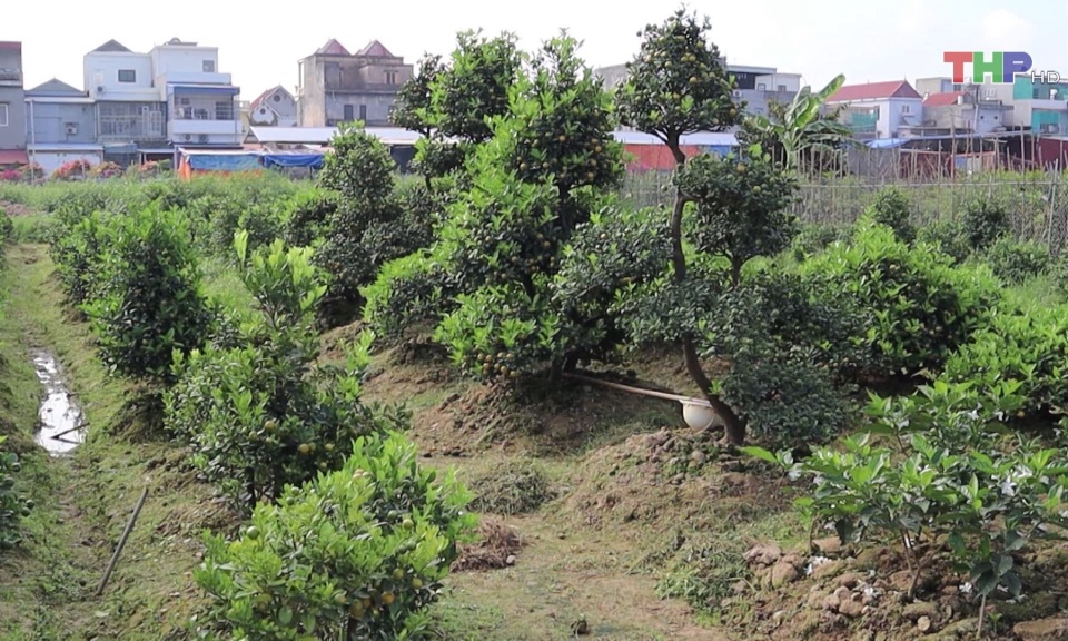 Chuẩn bị hoa, c&acirc;y cảnh phục vụ thị trường tết