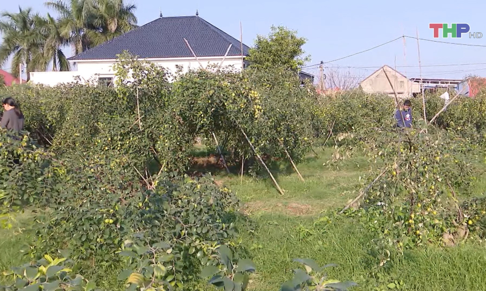 T&aacute;o muối B&agrave;ng La v&agrave;o m&ugrave;a