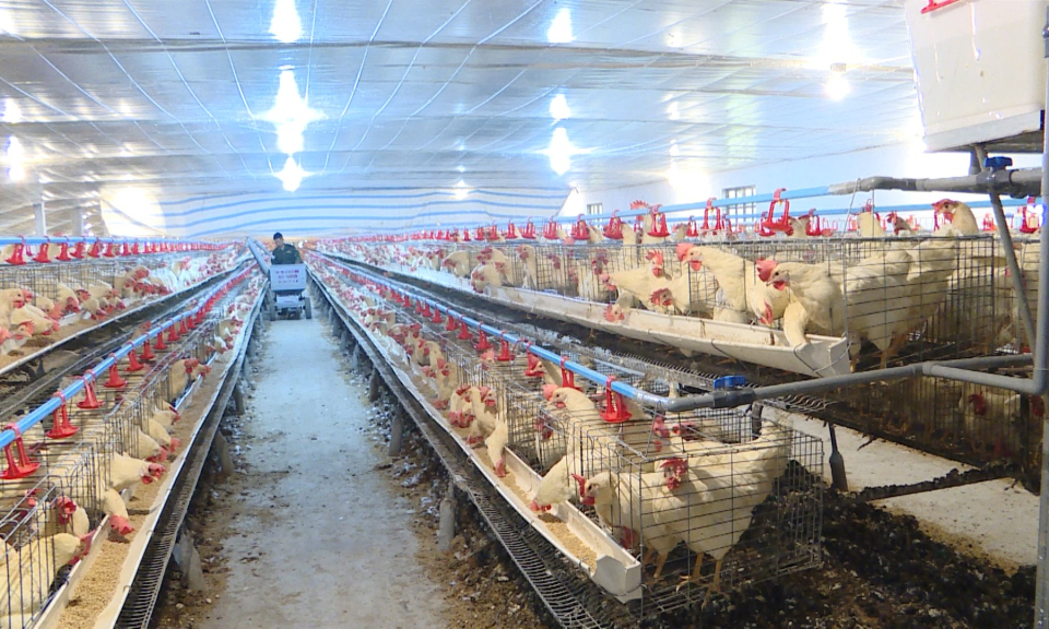 N&ocirc;ng th&ocirc;n mới Hải Ph&ograve;ng: Ph&aacute;t triển n&ocirc;ng nghiệp ứng dụng c&ocirc;ng nghệ cao   