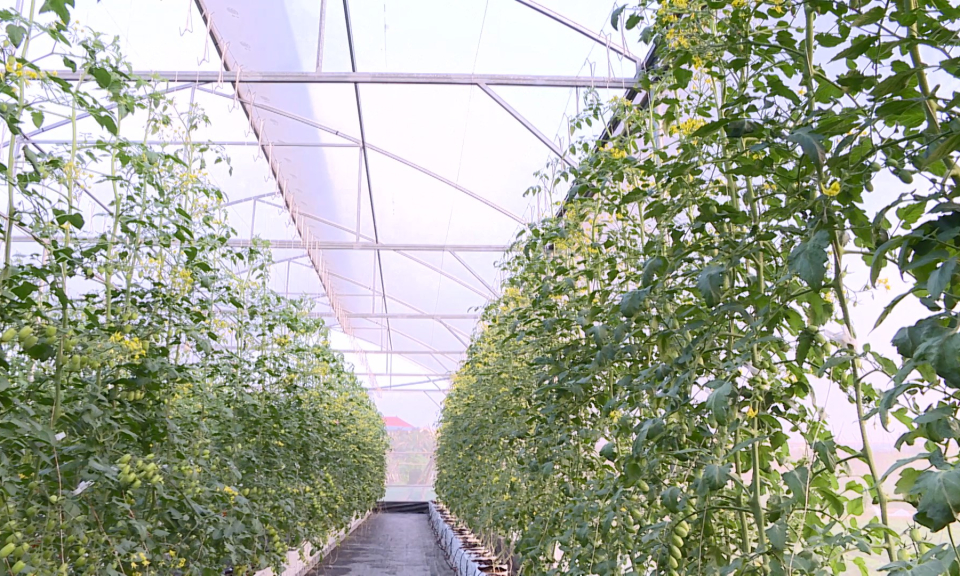 N&ocirc;ng th&ocirc;n mới Hải Ph&ograve;ng: Ph&aacute;t triển n&ocirc;ng nghiệp ứng dụng c&ocirc;ng nghệ cao