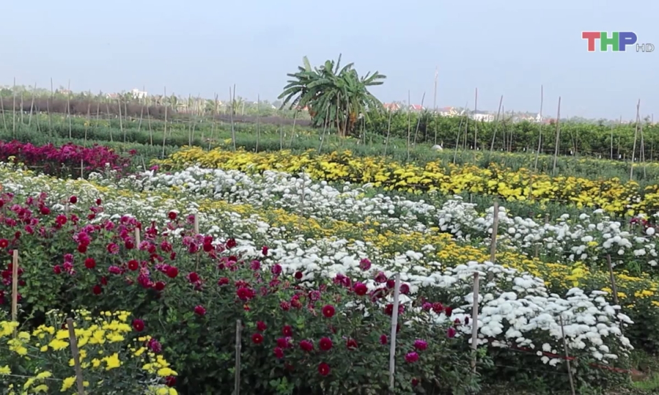 L&agrave;ng hoa c&acirc;y cảnh sẵn s&agrave;ng phục vụ Tết