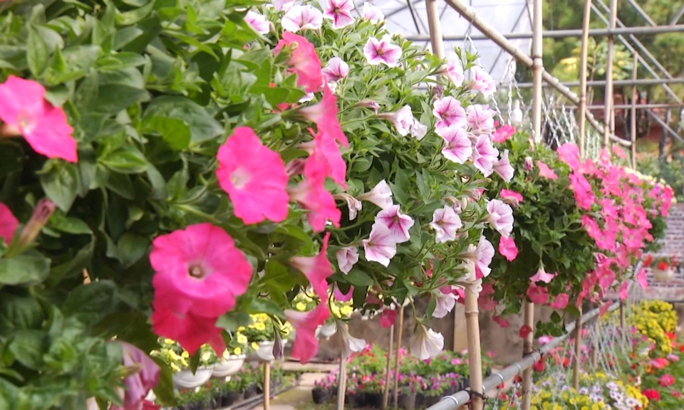 Bản tin Hải Ph&ograve;ng kết nối (25/01/2024)