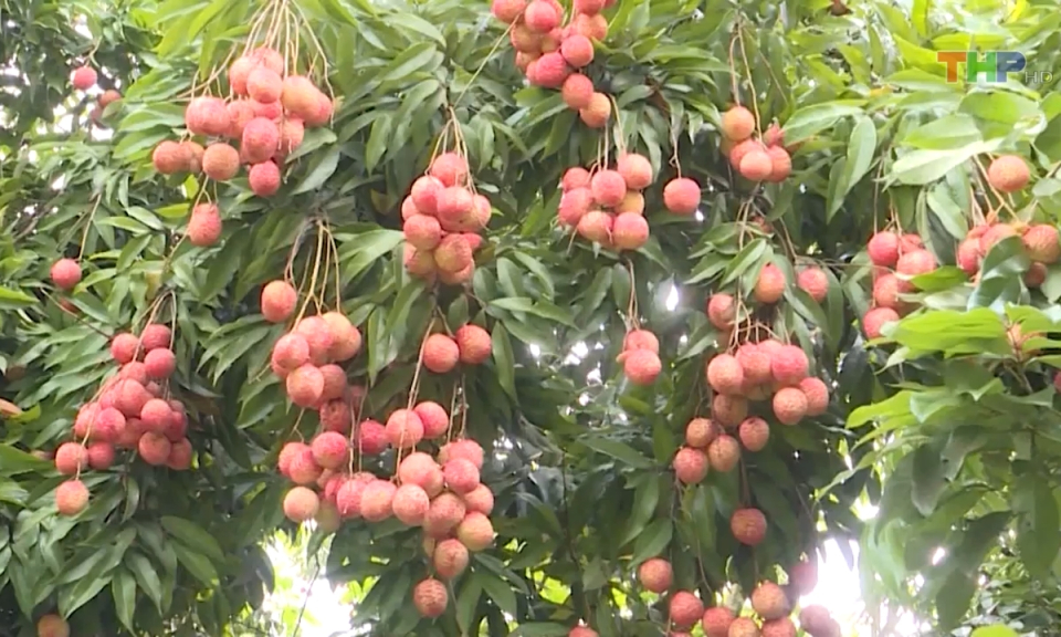 Bản tin Hải Ph&ograve;ng h&ocirc;m nay trưa (26/01/2024)