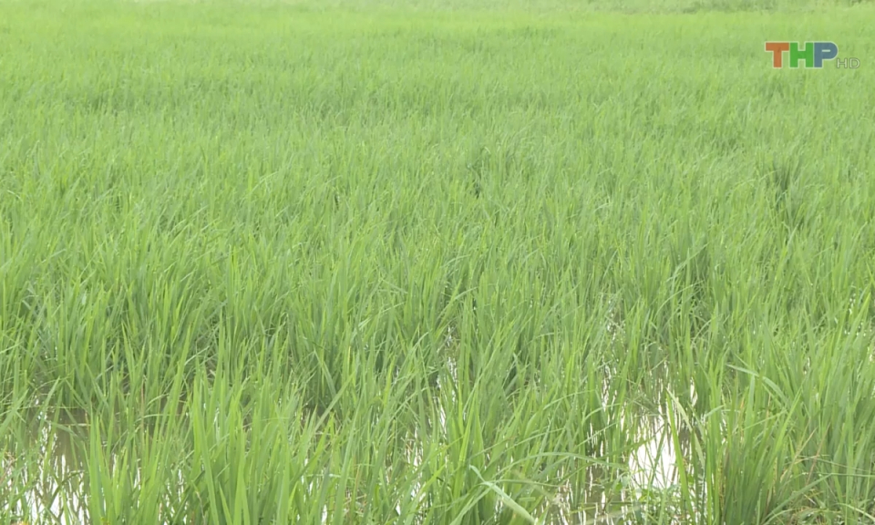 N&ocirc;ng th&ocirc;n mới Hải Ph&ograve;ng: Hướng mở cho những m&ocirc; h&igrave;nh t&iacute;ch tụ ruộng đất