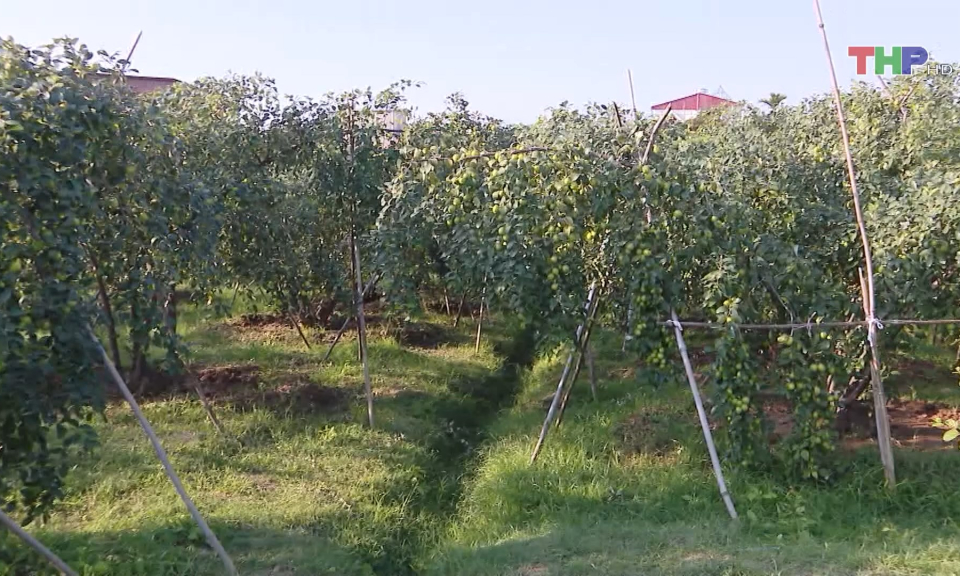 Ph&aacute;t triển n&ocirc;ng nghiệp sinh th&aacute;i phục vụ du lịch