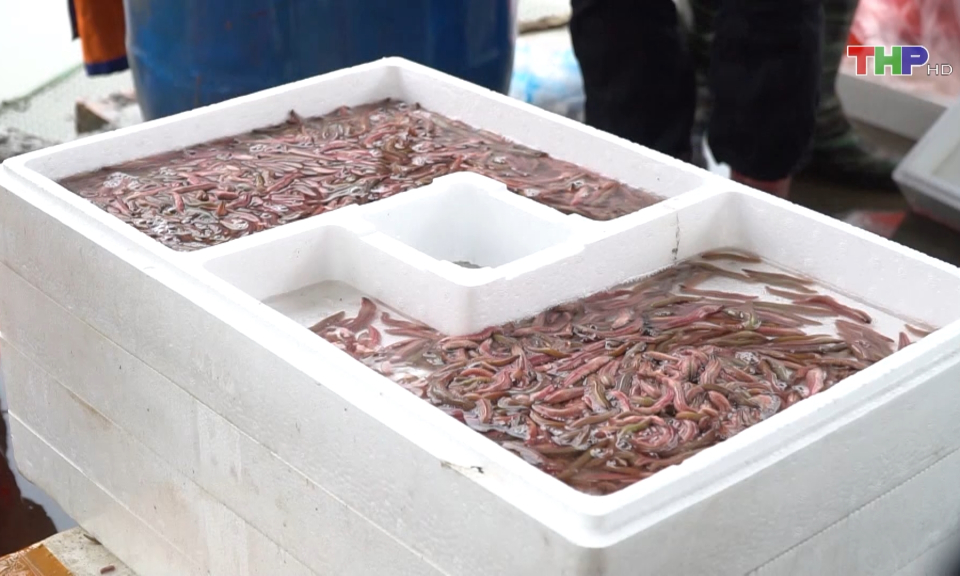 Thu hoạch rươi cuối vụ