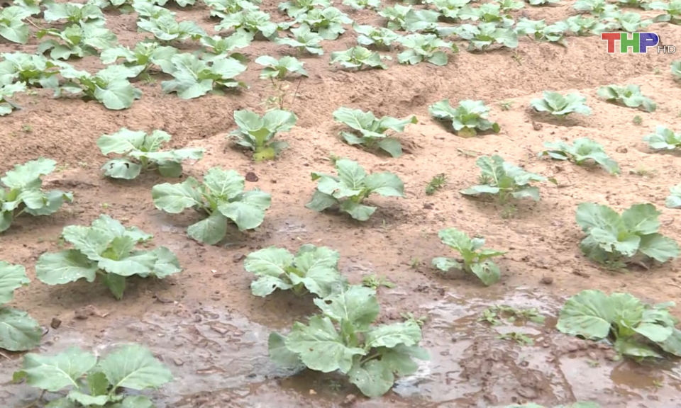 Trồng rau xanh tr&ecirc;n đảo Bạch Long Vĩ