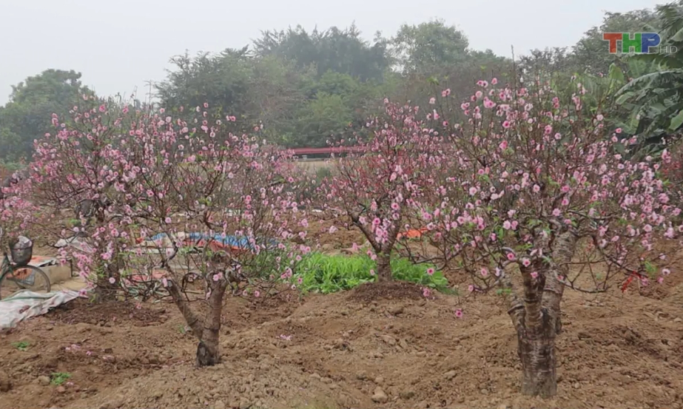 Bản tin thời sự tối (02/02/2024)