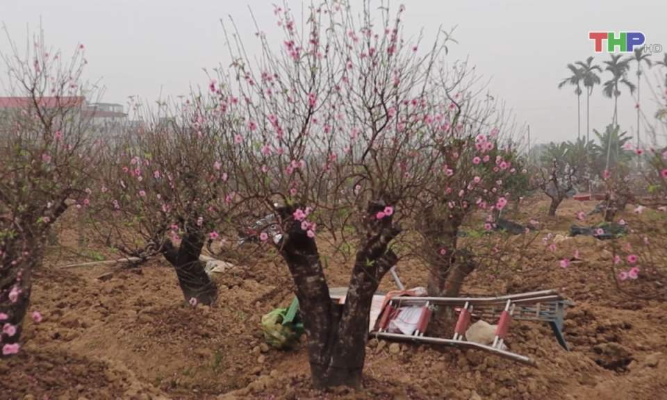 Thất thu do đ&agrave;o nở sớm