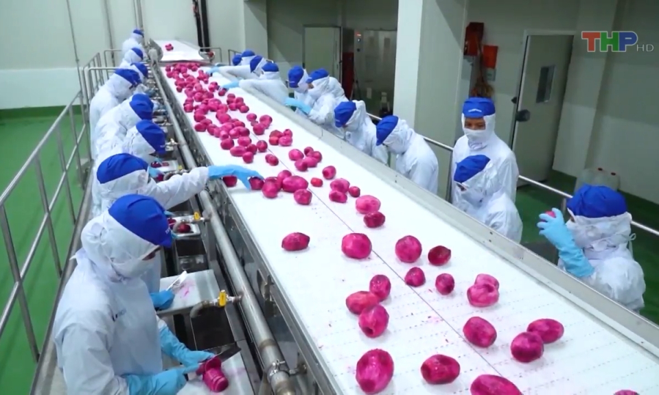 Bản tin Hải Ph&ograve;ng h&ocirc;m nay trưa (03/02/2024)