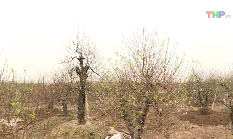 L&agrave;ng trồng đ&agrave;o v&agrave;o vụ Tết