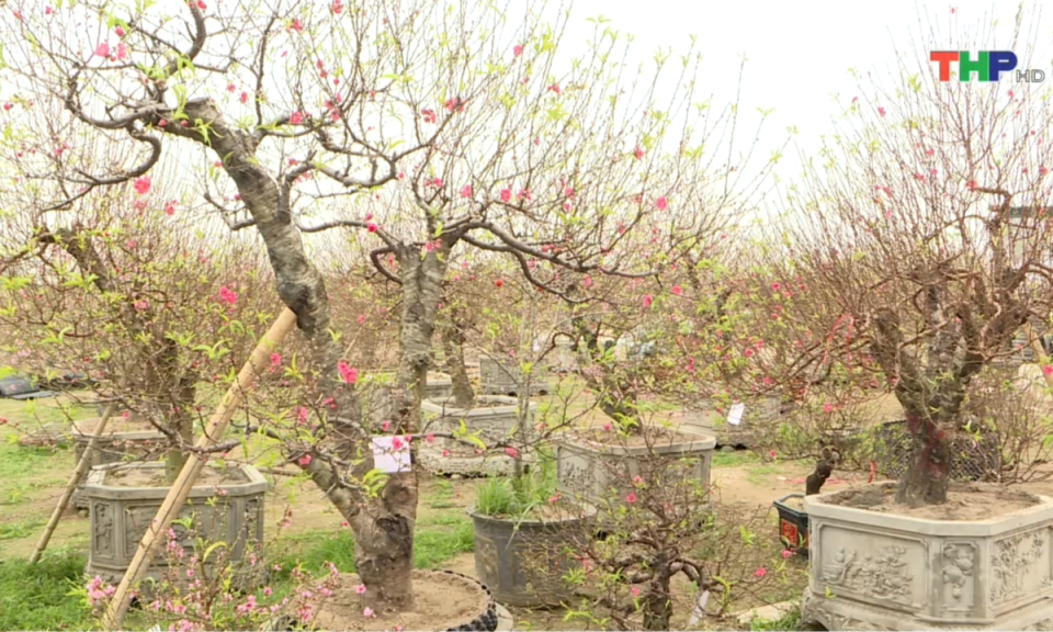 Bản tin Hải Ph&ograve;ng h&ocirc;m nay trưa (04/02/2024)