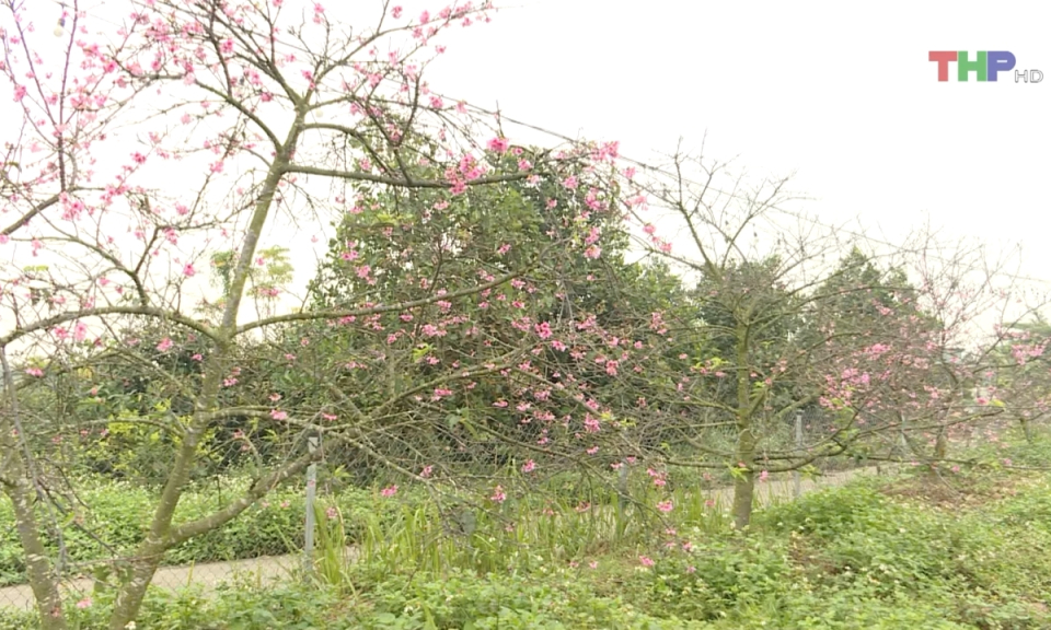 Vẻ đẹp hoa Anh đ&agrave;o Nhật Bản tại Hải Ph&ograve;ng