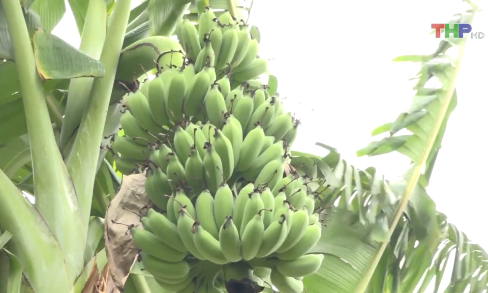 Nhiều m&ocirc; h&igrave;nh sản xuất bước đầu cho hiệu quả cao