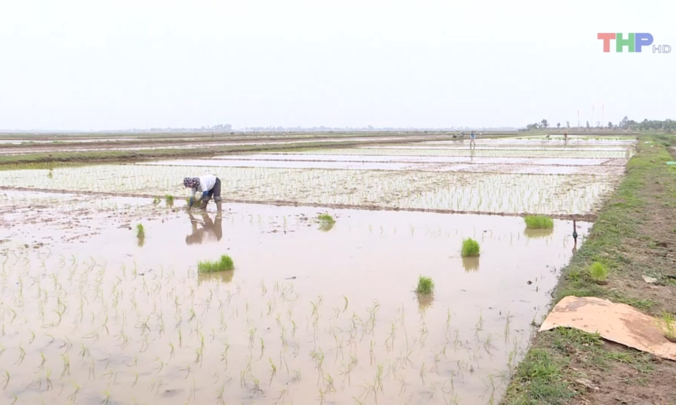 N&ocirc;ng th&ocirc;n mới Hải Ph&ograve;ng: Tập trung triển khai sản xuất vụ xu&acirc;n năm 2024