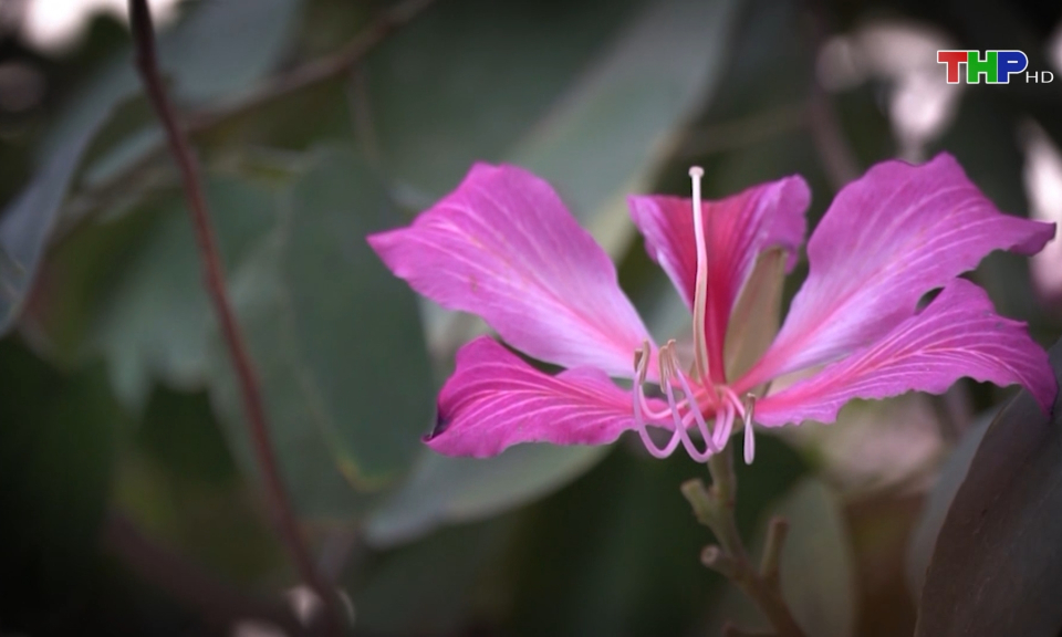 Sắc hoa ban giữa th&agrave;nh phố Cảng