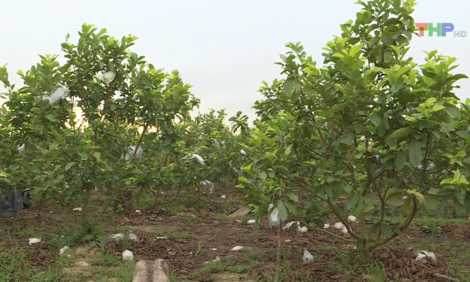 N&ocirc;ng th&ocirc;n mới Hải Ph&ograve;ng: Hiệu quả từ việc chuyển đổi cơ cấu c&acirc;y trồng, vật nu&ocirc;i