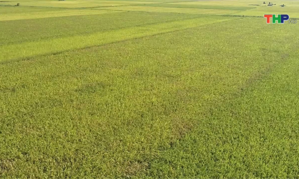 Bản tin Hải Ph&ograve;ng h&ocirc;m nay trưa (17/03/2024)