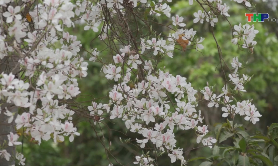 Bản tin Hải Ph&ograve;ng kết nối (17/03/2024)