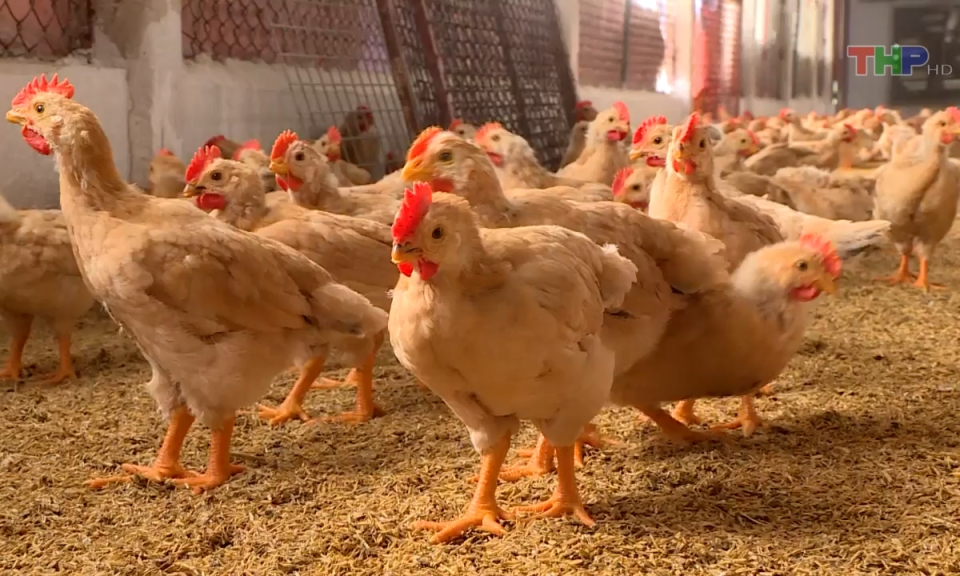 N&ocirc;ng th&ocirc;n mới Hải Ph&ograve;ng: Hỗ trợ n&ocirc;ng d&acirc;n ph&aacute;t triển sản xuất