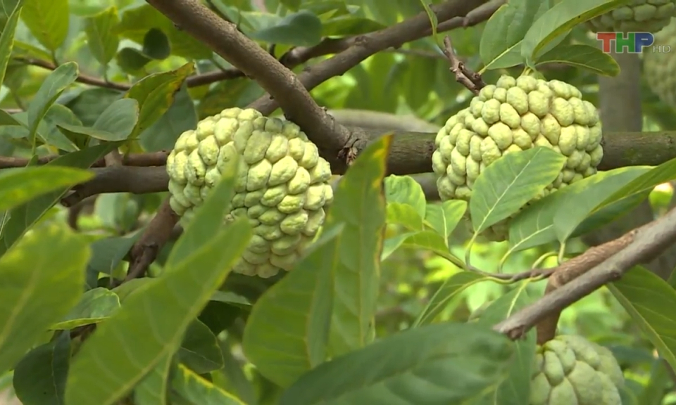 Bản tin Hải Ph&ograve;ng h&ocirc;m nay trưa (30/03/2024)