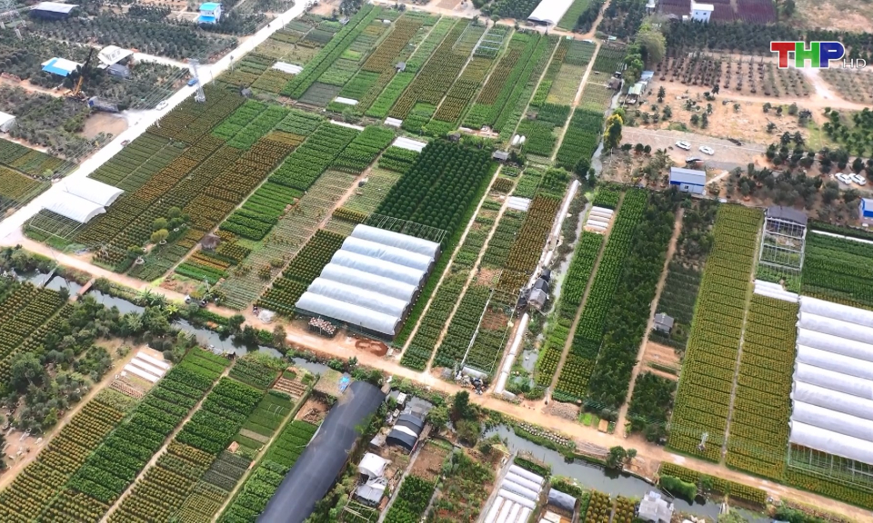 Hiệu quả m&ocirc; h&igrave;nh đại điền trong sản xuất n&ocirc;ng nghiệp  