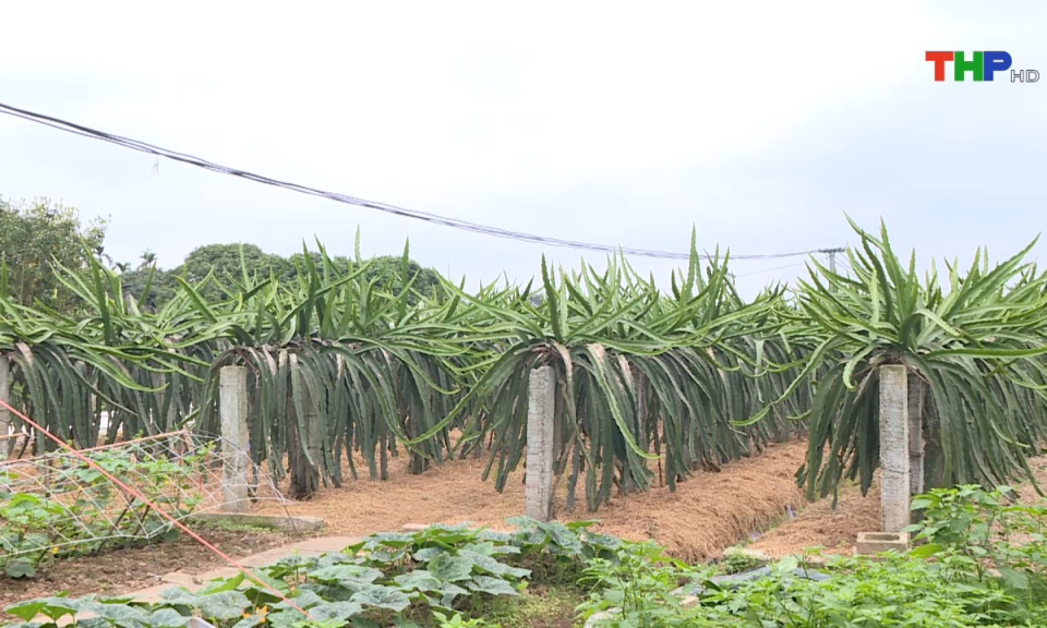 Nông thôn mới Hải Phòng: Khai thác tiềm năng, lợi thế trong phát triển sản xuất nông nghiệp