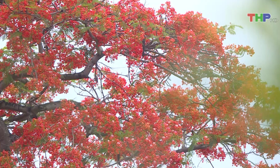 Bản tin thời sự trưa (29/05/2024)