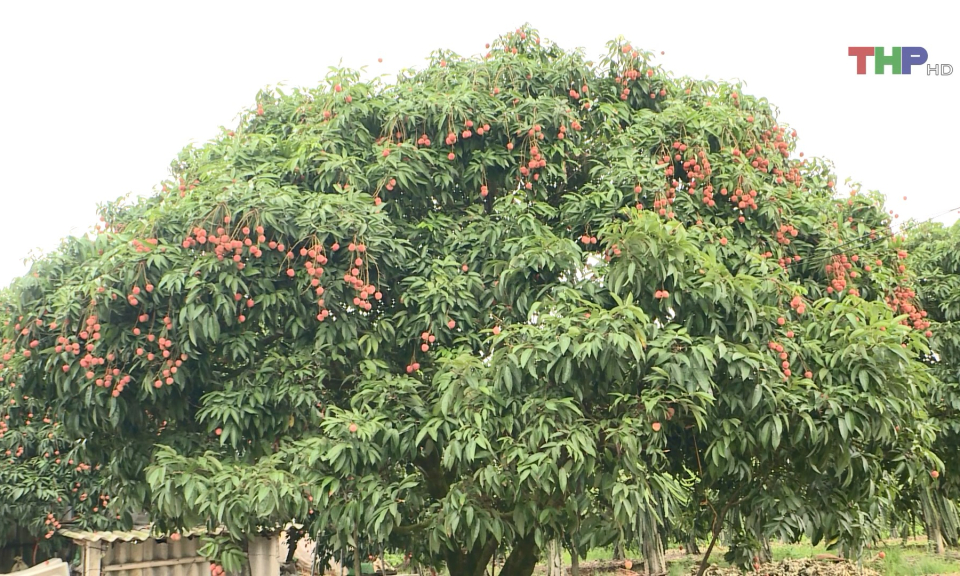 Vải sớm B&aacute;t Trang mất m&ugrave;a do thời tiết