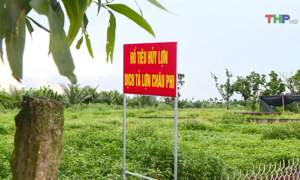 Tăng cường ph&ograve;ng, chống dịch tả lợn ch&acirc;u Phi 