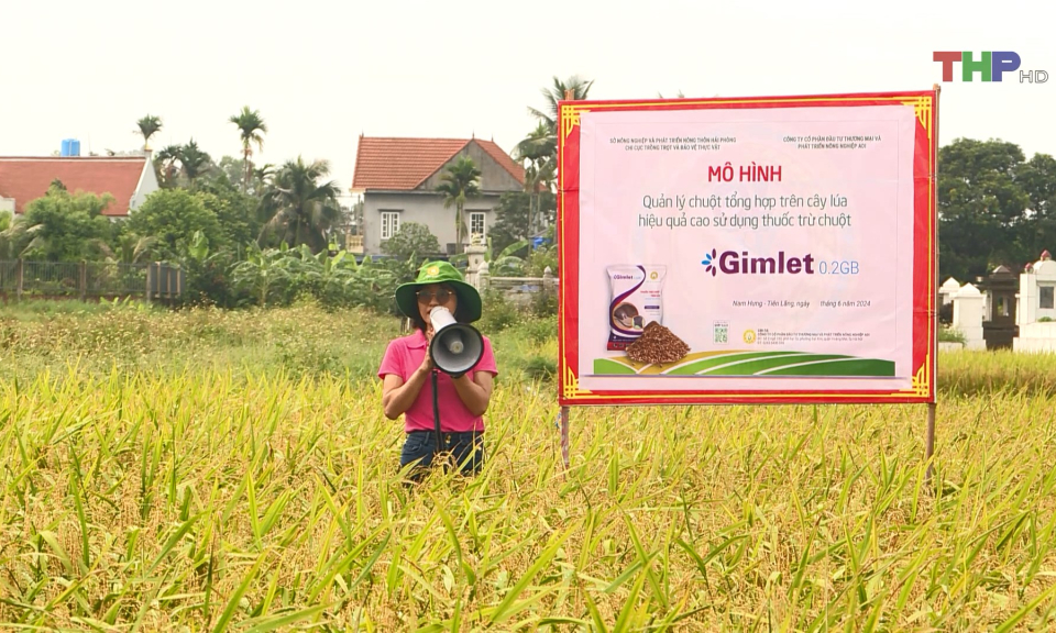 Diệt chuột, bảo vệ sản xuất n&ocirc;ng nghiệp