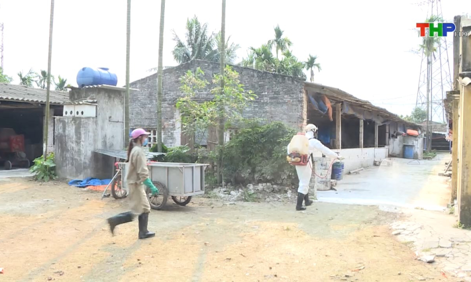N&ocirc;ng th&ocirc;n mới Hải Ph&ograve;ng: Hải Ph&ograve;ng chủ động ph&ograve;ng chống dịch tả lợn ch&acirc;u Phi