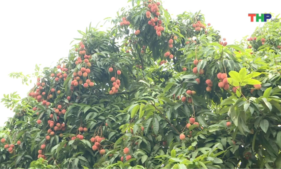 Bản tin Hải Ph&ograve;ng h&ocirc;m nay (08/06/2024)