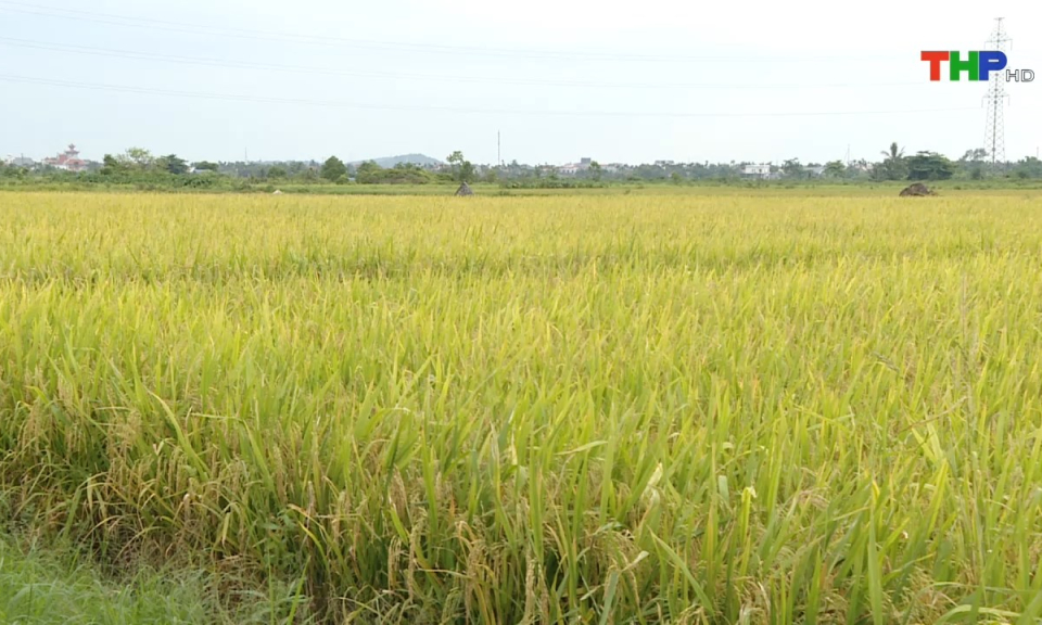 Ph&aacute;p luật v&agrave; cuộc sống: Cần n&acirc;ng cao &yacute; thức bảo vệ m&ocirc;i trường đồng ruộng