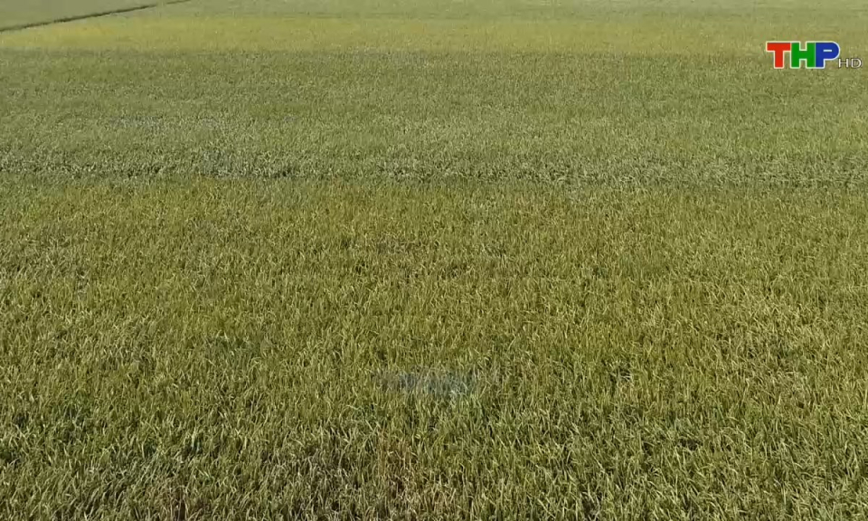 Bản tin thời sự s&aacute;ng (09/06/2024)