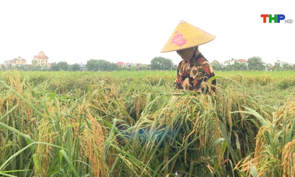 Bản tin thời sự tối (09/06/2024)