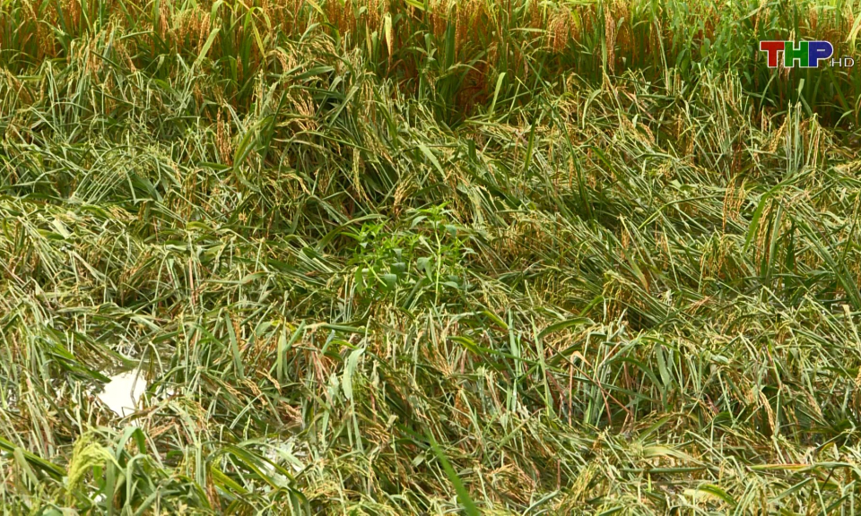 Mưa lớn g&acirc;y ngập lụt nhiều diện t&iacute;ch l&uacute;a đến kỳ thu hoạch