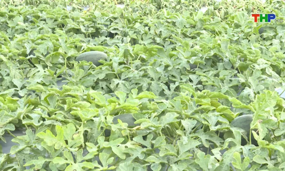 Bản tin Hải Ph&ograve;ng h&ocirc;m nay (10/06/2024)