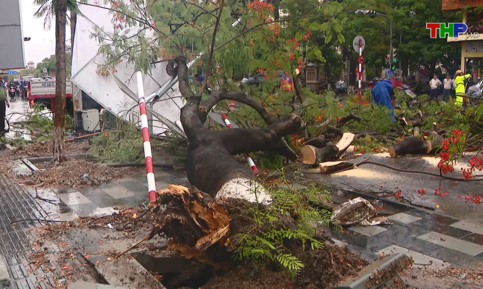 Nguy cơ mất an to&agrave;n từ c&acirc;y xanh trong m&ugrave;a mưa b&atilde;o