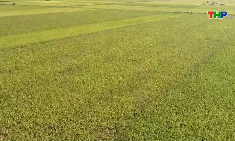 Bản tin tiếng Anh (11/06/2024)