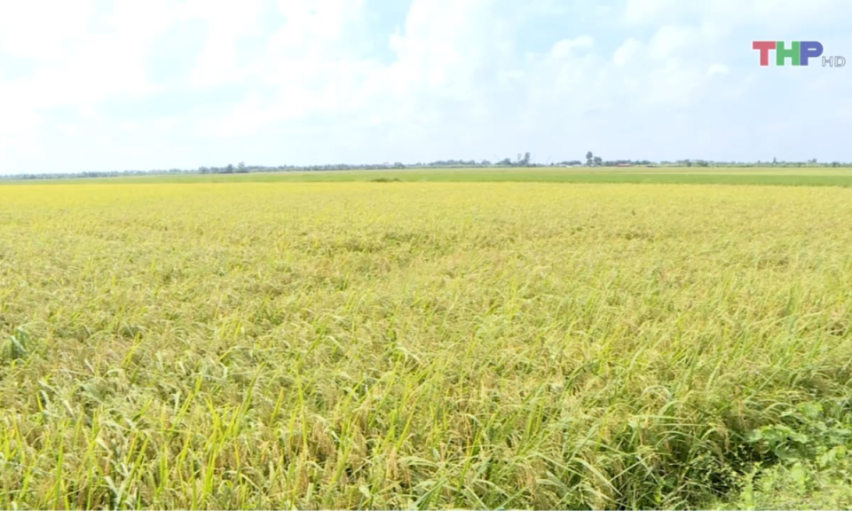 Bản tin thời sự trưa (12/06/2024)