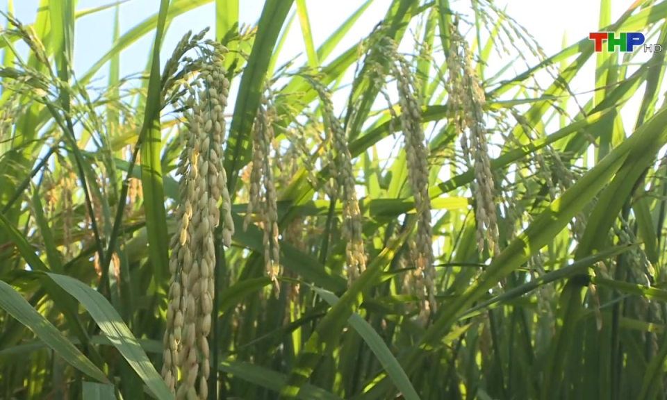 10 ph&uacute;t v&agrave;ng (12/06/2024)