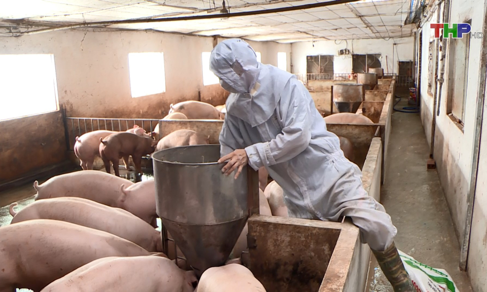 Đẩy mạnh ph&ograve;ng, chống dịch tả lợn ch&acirc;u Phi