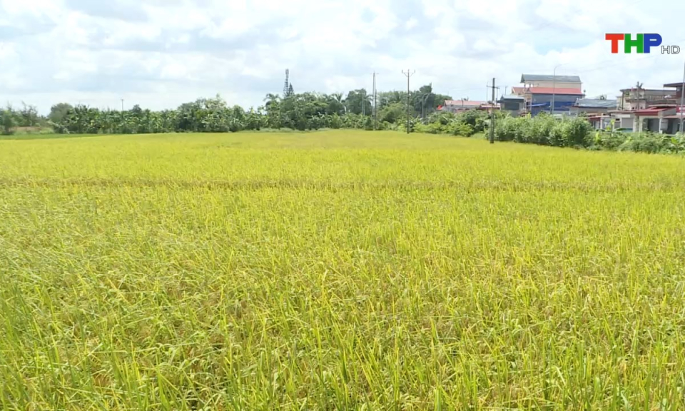 Bản tin thời sự tối (17/06/2024)